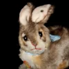 Adorable Little Sister Steiff Pummy Hase Rabbit Bunny 2 IDs