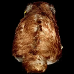 Big Brother Rare Steiff Murmy Marmot (Squirrel Cousin) All ID Beautiful Coloring 1960-1962 ONLY 8 Big Brother Rare Steiff Murmy Marmot (Squirrel Cousin) All ID Beautiful Coloring 1960-1962 ONLY -Steiff Big Brother Steiff Murmy Marmot Squirrel pic 3o 720 322030c9 0