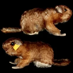 Big Brother Rare Steiff Murmy Marmot (Squirrel Cousin) All ID Beautiful Coloring 1960-1962 ONLY 9 Big Brother Rare Steiff Murmy Marmot (Squirrel Cousin) All ID Beautiful Coloring 1960-1962 ONLY -Steiff Big Brother Steiff Murmy Marmot Squirrel pic 4o 720 5010151e 0