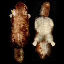 Big Brother Rare Steiff Murmy Marmot (Squirrel Cousin) All ID Beautiful Coloring 1960-1962 ONLY 10 Big Brother Rare Steiff Murmy Marmot (Squirrel Cousin) All ID Beautiful Coloring 1960-1962 ONLY -Steiff Big Brother Steiff Murmy Marmot Squirrel pic 5o 720 33958c31 0