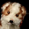 Rare Early Post-WWII Model Steiff Molly Puppy Dog Gorgeous Coloring 2 IDs Plus US-Zone Flag