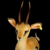RARE Handsome And Sweet Steiff Big Brother Yuku Springbock (NOT) Pronghorn Antelope 2 IDs 1962 And 1963 ONLY