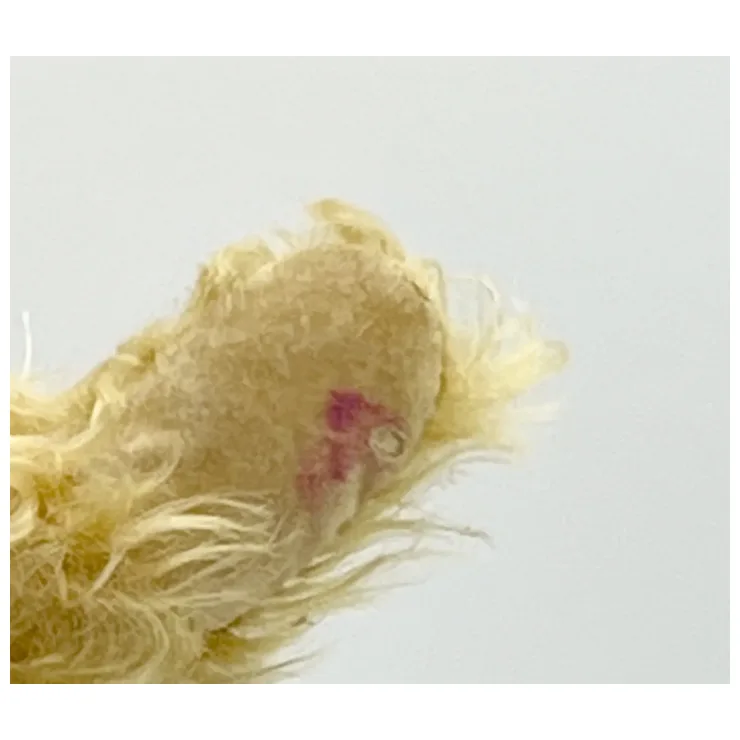 LE Hermann Teddy Original Halloween Bear In Pumpkin Tunic - #42/500 - 11" 10 LE Hermann Teddy Original Halloween Bear In Pumpkin Tunic - #42/500 - 11" - Image 10