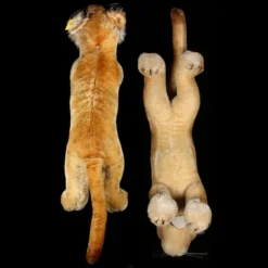 Rare Largest Size Steiff Stalking Lion Cub All ID 1954-1957 Only! 8 Rare Largest Size Steiff Stalking Lion Cub All ID 1954-1957 Only! -Steiff Largest Size Steiff Stalking Lion Cub pic 4o 720 6850d552 0