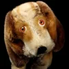 Middle Brother Rare Steiff Basset Hound Puppy Dog Two IDs