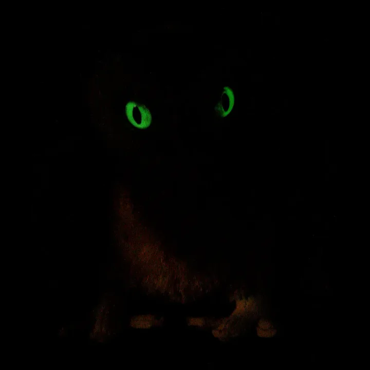 Next To Smallest Sister Earliest Model Steiff Wittie Owl Bird 2 IDs MAGIC EYES Great For Halloween! 3 Next To Smallest Sister Earliest Model Steiff Wittie Owl Bird 2 IDs MAGIC EYES Great For Halloween! - Image 3