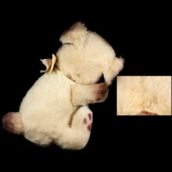 Rare Steiff BALL Mopsy Pug Puppy Dog Two Years Only ID -Steiff Steiff BALL Mopsy Pug Puppy Dog pic 6o 720 543cdd7c 0