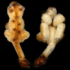 Rare Steiff Seated Lovely Lea Lady Lioness Wild Cat Fabulous Coloring ID 10 Rare Steiff Seated Lovely Lea Lady Lioness Wild Cat Fabulous Coloring ID -Steiff Steiff Seated Lovely Lea Lady Lioness pic 5o 720 9e56eab6 0