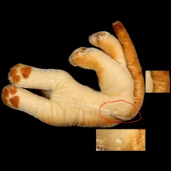 Rare Sweet Earliest Series Little Brother Steiff Reclining Lion Cub Jungloewe Wild Cat Gorgeous Coloring 2 IDs Magic Eyes! -Steiff Sweet Earliest Series Little Brother Steiff pic 8o 720 4992aafb 0