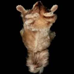 Tiny Sister Rare Adorable Raccy Begging Raccoon ID 21 Tiny Sister Rare Adorable Raccy Begging Raccoon ID -Steiff Tiny Sister Adorable Raccy Begging Raccoon pic 10o 720 bb557339 0