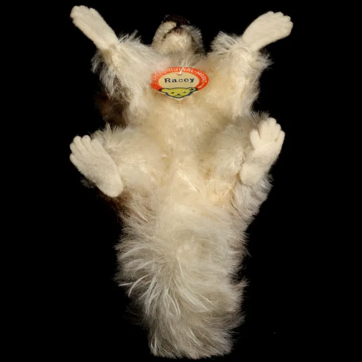 Tiny Sister Rare Adorable Raccy Begging Raccoon ID 11 Tiny Sister Rare Adorable Raccy Begging Raccoon ID - Image 11