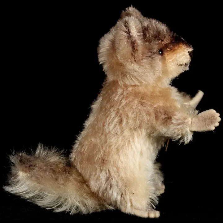 Tiny Sister Rare Adorable Raccy Begging Raccoon ID 4 Tiny Sister Rare Adorable Raccy Begging Raccoon ID - Image 4