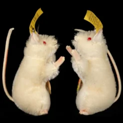 Rare Tiny White (very!) W Red Eyes Albino Steiff Begging Pieps Mouse All ID Near Mint -Steiff Tiny White veryx7821 w Red Eyes pic 4o 720 a4826387 0